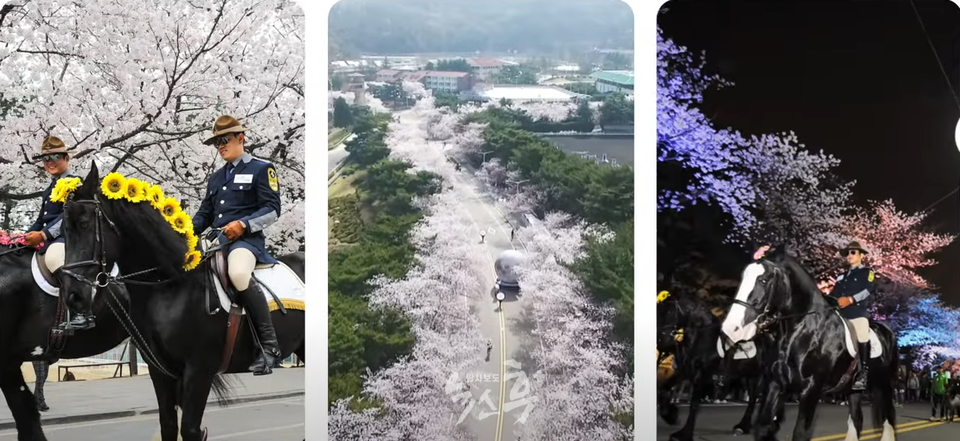 경기도 과천에 위치한 렛츠런파크 서울의 벚꽃축제(유튜브 캡처)