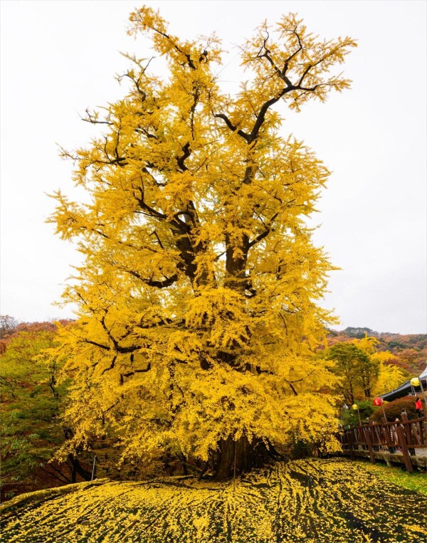 양평 용문사의 은행나무(사진=양평군)/뉴스후플러스