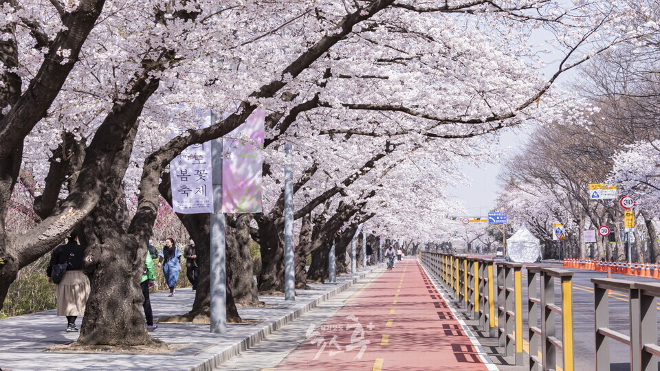 서울 여의서로의 벚꽃(사진=뉴스후플러스)